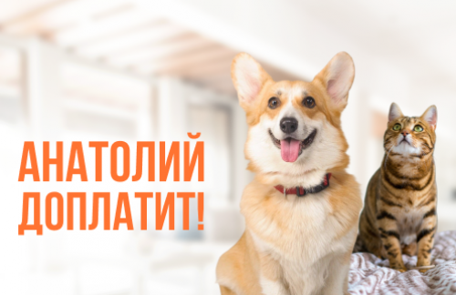 🔥Анатолий доплатит! Кастрация, стерилизация, обследование, чистка зубов для кошек и собак от 55р в "Vet House"